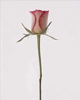 一个,粉色,玫瑰花蕾
