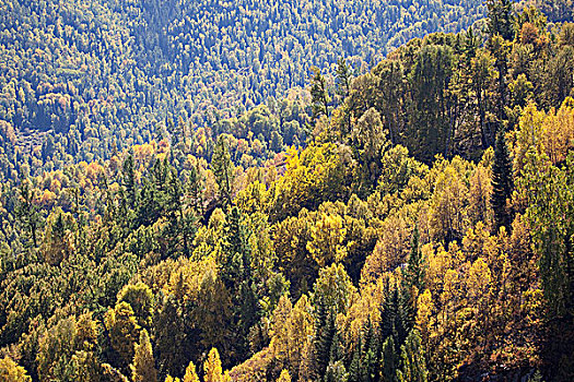 新疆阿勒泰喀纳斯秋天山坡上的树林