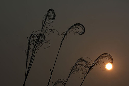 青龙湖的芦苇与落日