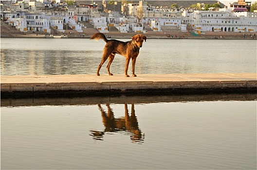狗,湖,圣城,普什卡,印度
