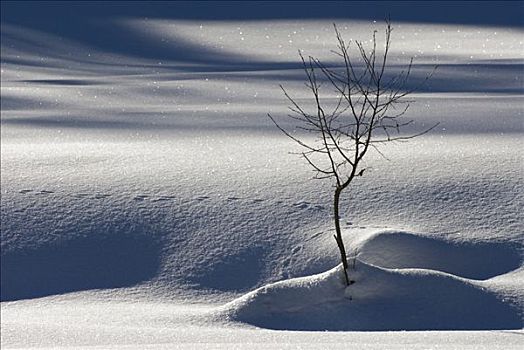 小,秃树,影子,冬季风景,格劳宾登州,瑞士,欧洲