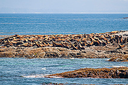 海狮,北海狮,生物群,户外,王子,不列颠哥伦比亚省,加拿大