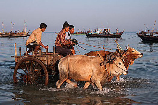 男人,阉牛,手推车,乘,海中,鱼,渔船,岸边,后面,早,早晨,渔村,若开邦,缅甸,亚洲