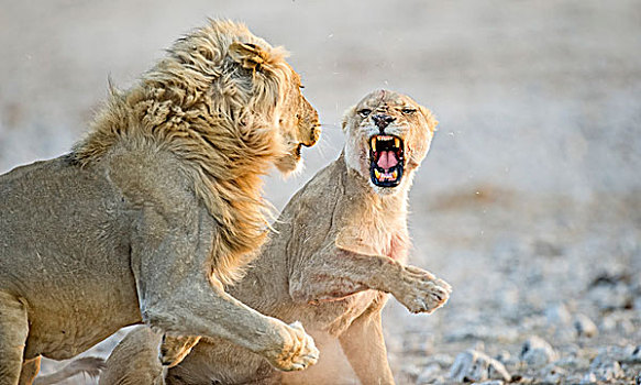 非洲狮,大型猫科动物,成年,雄性,雌性,求爱,动作,埃托沙国家公园,纳米比亚,非洲