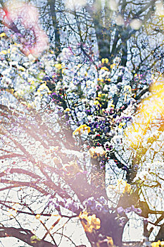 树,花坛,春天,二次曝光