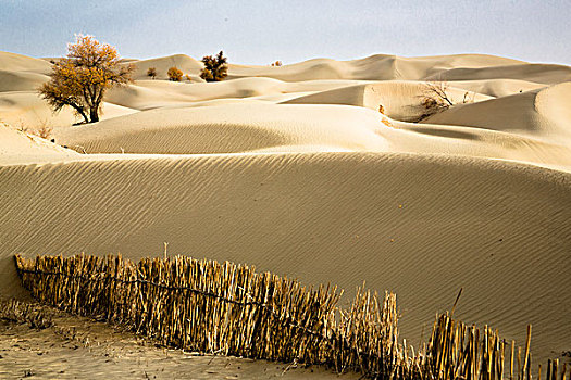 沙漠与胡杨