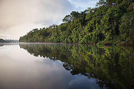 巴西,河,亚马逊地区,树林,黎明