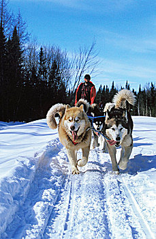 西伯利亚,哈士奇犬,狗,男人,雪橇狗,团队,魁北克,加拿大
