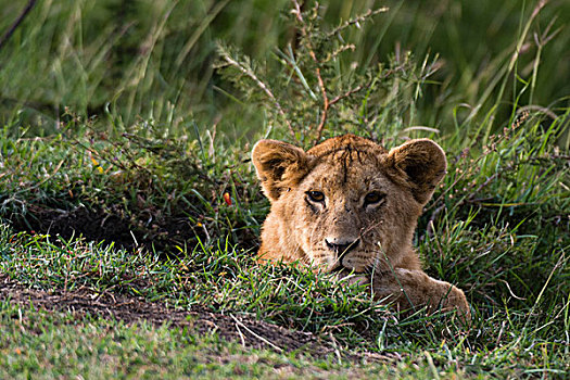 幼狮,狮子,马赛马拉,肯尼亚,非洲