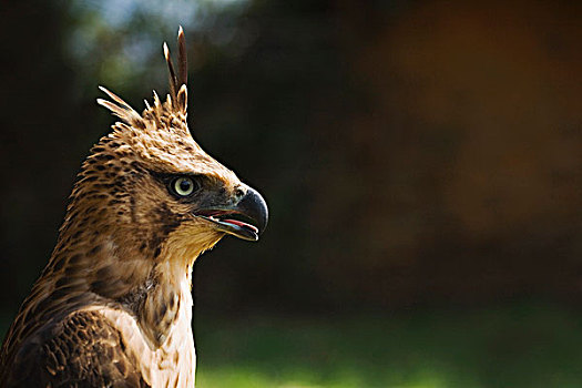 西伯利亚草原鹰,波卡拉,尼泊尔