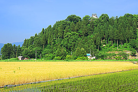 城堡,稻田,福井