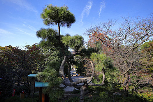 日本东京上野公园