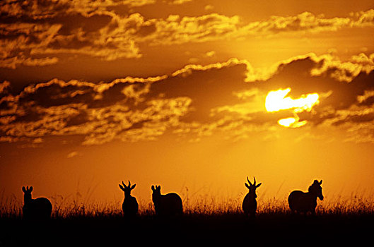 肯尼亚,马塞马拉野生动物保护区,日落,剪影,普通,斑马,九月
