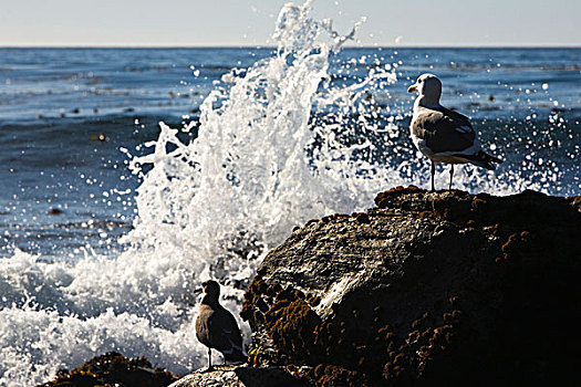 海鸥,鸥科,正面,海洋,海浪,大,加利福尼亚,美国