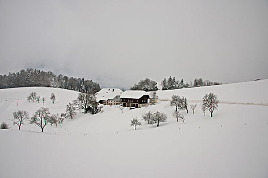 德国,黑森林,乡村,冬天,大幅,尺寸