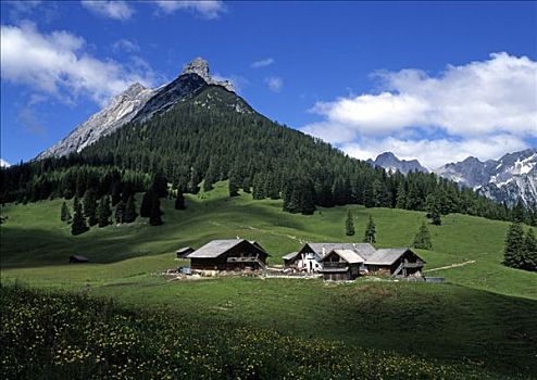 高山牧场,正面,山,提洛尔,奥地利,欧洲