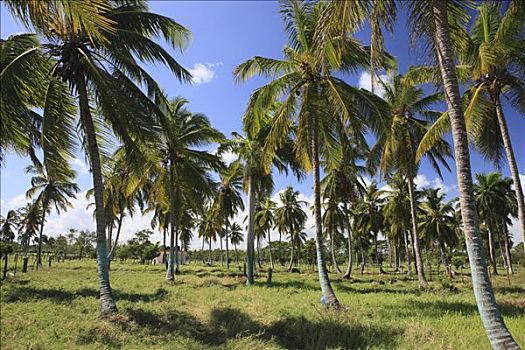 椰树,椰,种植园,靠近,多米尼加共和国,加勒比海