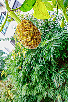 海南,儋州,城市景观,菠萝蜜