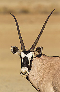 南非大羚羊,羚羊,雌性,头像,卡拉哈里沙漠,卡拉哈迪大羚羊国家公园,南非,非洲