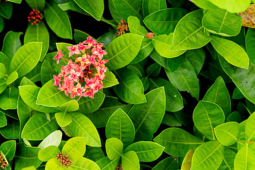 植物,花朵,绿叶