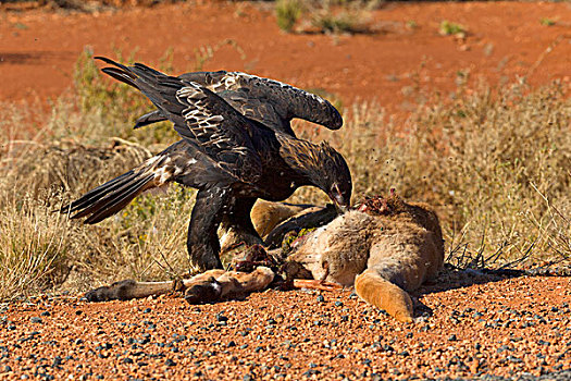 道路,杀死,红袋鼠,畜体,干燥,内陆地区,北领地州,澳大利亚