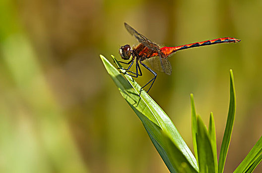 雄性,赤蜻属,湿地