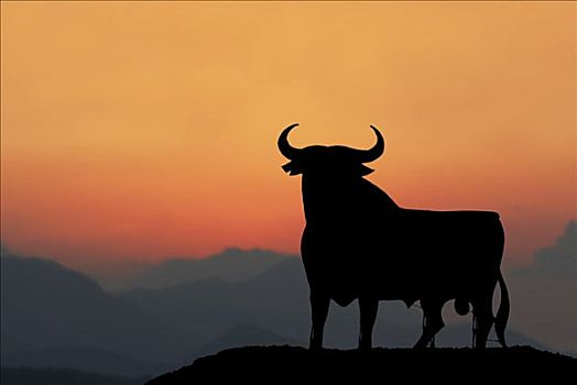 公牛,安达卢西亚,日落,塞维利亚,西班牙