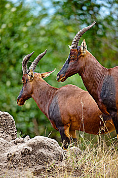 转角牛羚,伊丽莎白女王国家公园,乌干达