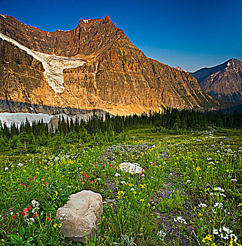 野花,草地,伊迪斯卡维尔山,天使,冰河,碧玉国家公园,艾伯塔省,加拿大