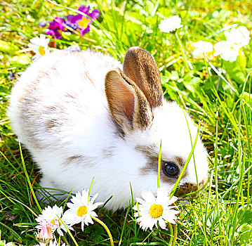 复活节兔子,复活节,草地
