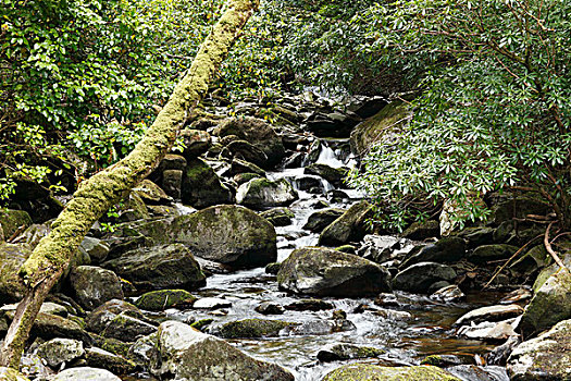 溪流,靠近,瀑布,基拉尼国家公园,凯瑞郡,爱尔兰,英国,欧洲