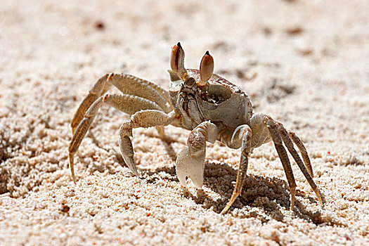 灵异,螃蟹,沙子,普拉兰岛,塞舌尔,非洲