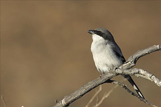 灰色,伯劳鸟,坐在树上,富埃特文图拉岛,西班牙