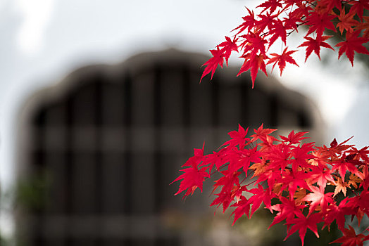 日本的,院内,红叶