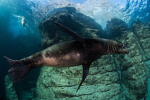海狮,下加利福尼亚州,墨西哥