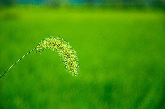 狗尾巴草