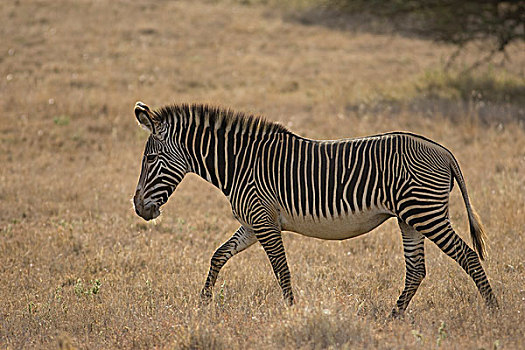 斑马,细纹斑马,走,莱瓦野生动物保护区,北方,肯尼亚
