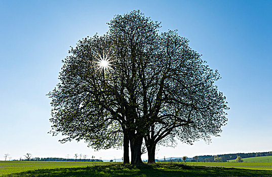 七叶树,欧洲七叶树,叶子,芽,春天,多,树,逆光,图林根州,德国,欧洲