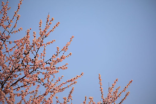 蓝天下的山桃花