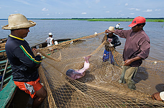 亚马逊河,海豚,捕获,研究,团队,亚马逊,巴西