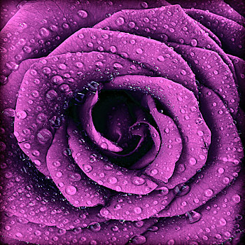 紫色,暗色,玫瑰,背景