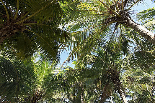 特写,棕榈树,瓦拉德罗,古巴