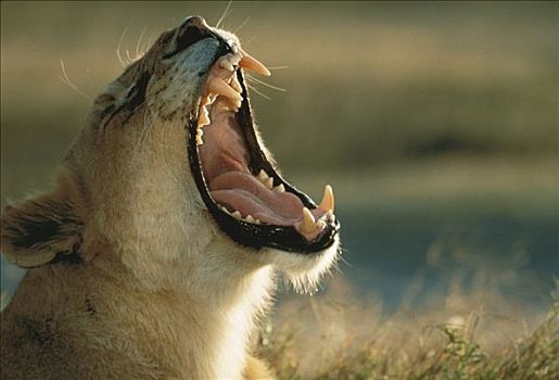 非洲狮,狮子,雌性,叫,塞伦盖蒂国家公园,坦桑尼亚