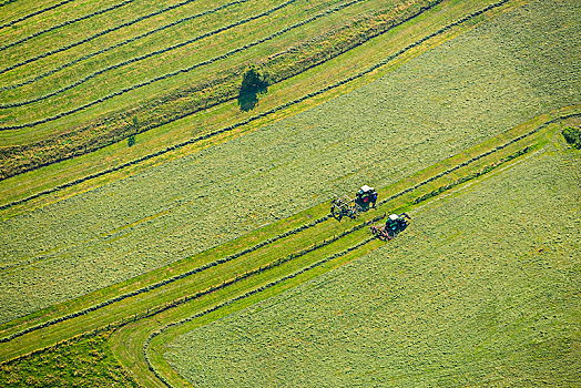 干草收割,两个,干草,藻厄兰,北莱茵威斯特伐利亚,德国