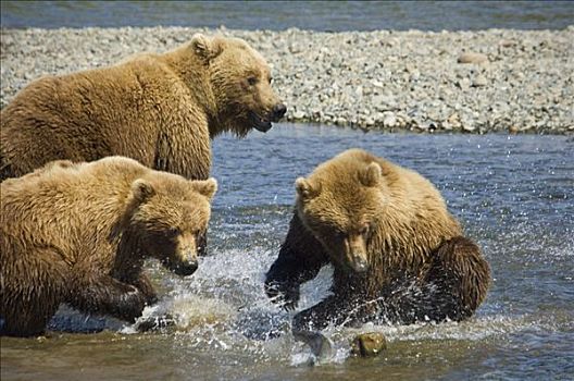 母亲,棕熊,幼兽,追逐,三文鱼,溪流,夏天,西南方,阿拉斯加