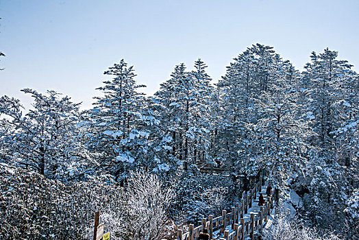 四川大邑县西岭雪山密林中的栈道