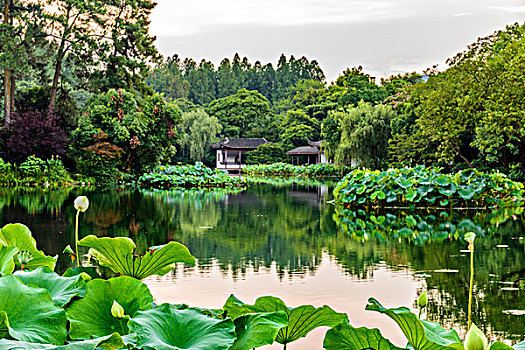 杭州西湖风光西湖夏天