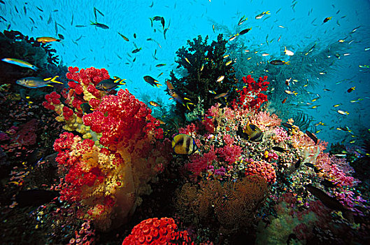 珊瑚礁,印度尼西亚