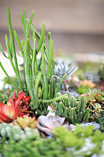 多肉植物图片_多肉植物高清图片_全景视觉