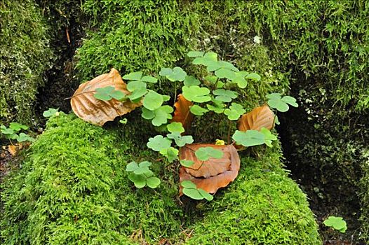 白花酢浆草,苔藓